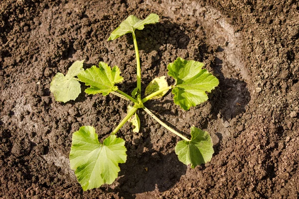 Tanaman zucchini di lapangan — Stok Foto