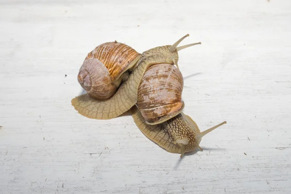 Dois caracóis grandes posando — Fotografia de Stock