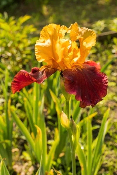 Primo piano di un sultano giallo e viola iris su uno sfondo verde naturale — Foto Stock