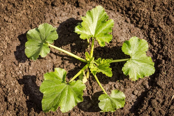 Tanaman zucchini di lapangan — Stok Foto