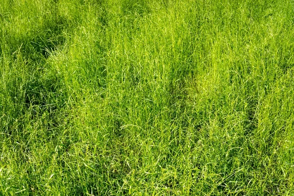 Grönt gräs struktur från ett fält — Stockfoto