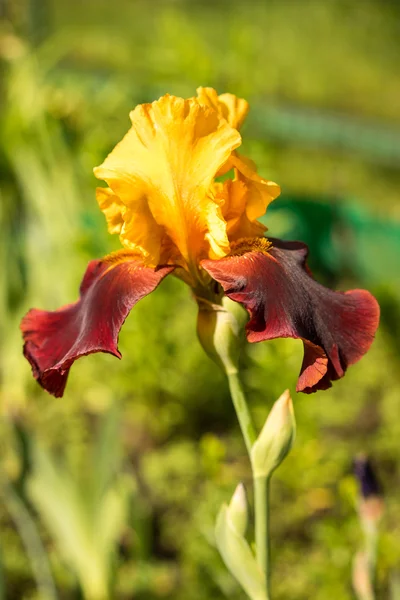 Gros plan d'un iris jaune et violet du sultan sur un fond vert naturel — Photo