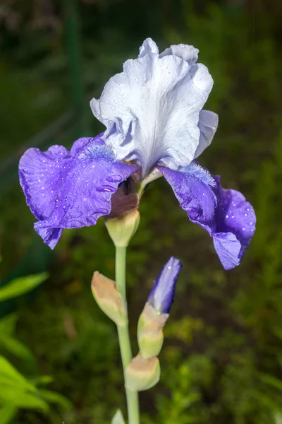 Una bella giovane nuova Iris blu e bianca che cresce all'esterno durante la primavera — Foto Stock