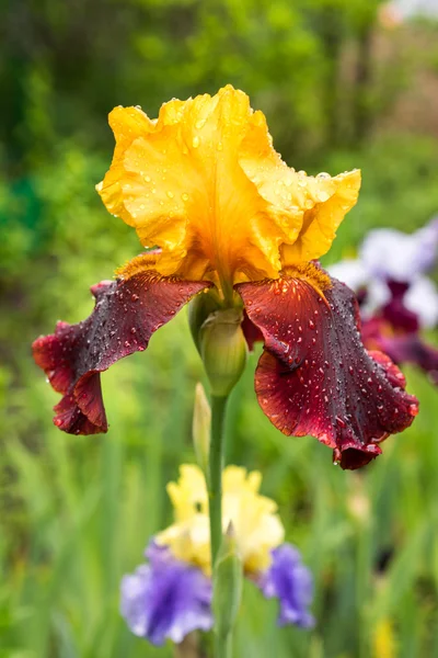 Eine Nahaufnahme einer Sultan gelben und lila Iris auf einem natürlichen grünen Hintergrund — Stockfoto