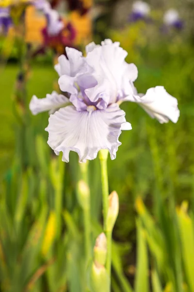 Piękny kwiat iris zbliżenie — Zdjęcie stockowe