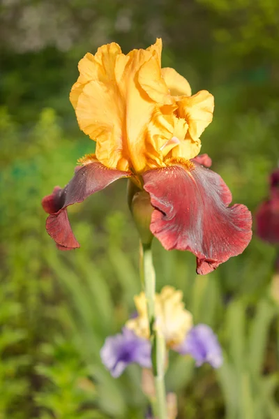 Closeup sultán žlutá a červená iris na přírodní zelené pozadí — Stock fotografie