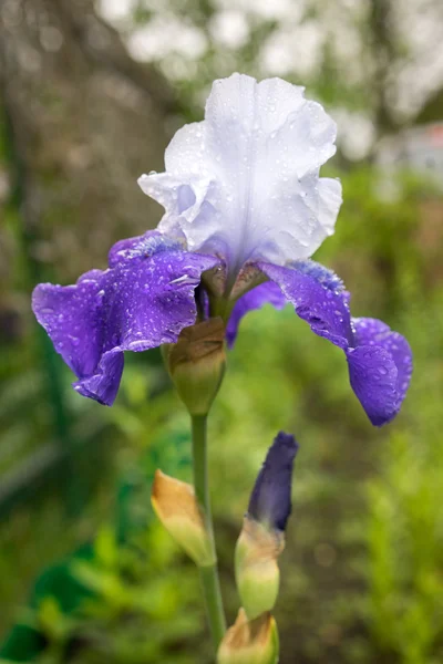 Una bella giovane nuova Iris blu e bianca che cresce all'esterno durante la primavera — Foto Stock