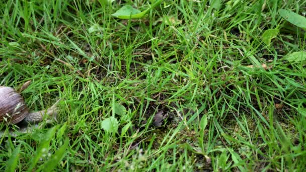 escargot dans le jardin sur le laps de temps herbe 