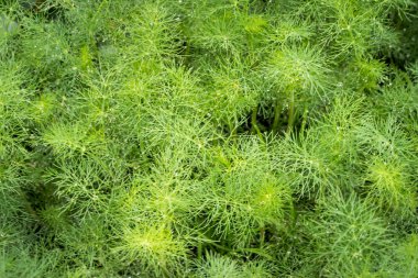 bir çiftlik çiftliğinde büyüyen dereotu