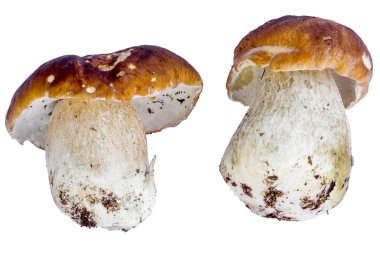 Beyaz arka planda izole edilmiş Boletus edulis mantarı.