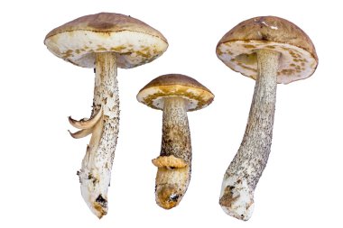 Beyaz arka planda izole edilmiş Boletus edulis mantarı.