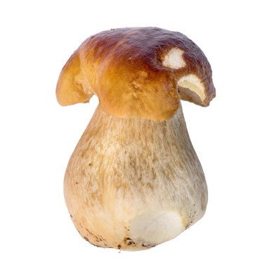 Beyaz arka planda izole edilmiş Boletus edulis mantarı.