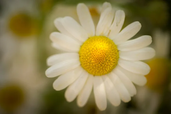 Hermosa flor de margarita. — Foto de Stock