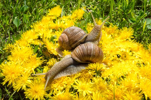 Deux gros escargots sur un tapis de fleurs de pissenlit — Photo