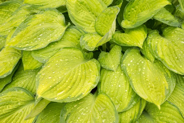 Hosta húmeda amarilla hojas de fondo — Foto de Stock