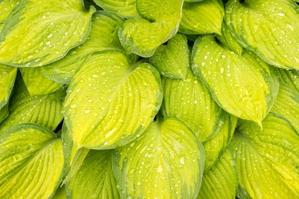 Hosta húmeda amarilla hojas de fondo — Foto de Stock