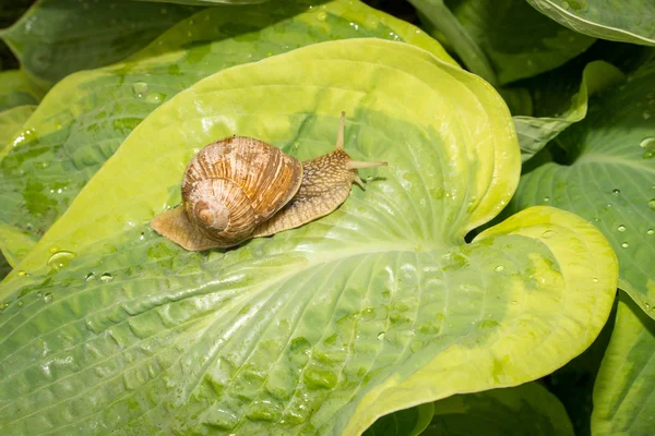 Escargot sur la feuille de hosta — Photo