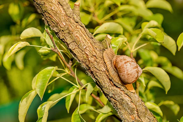 树干上的蜗牛 — 图库照片