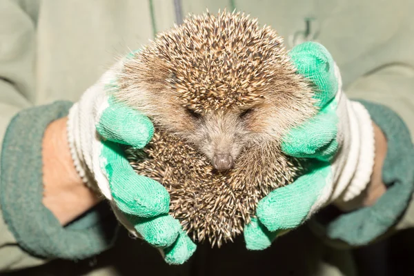 Egel in de handen van — Stockfoto