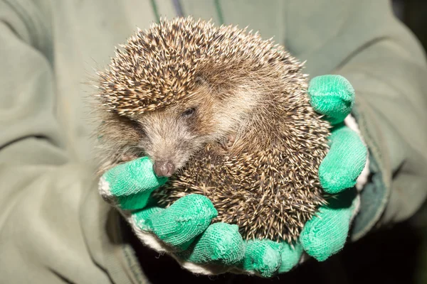 Egel in de handen van — Stockfoto