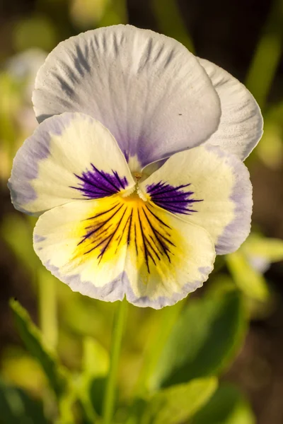 Heartsease flower in the garden close up — Stock Photo, Image