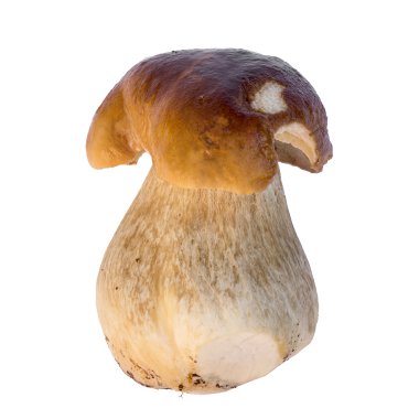 büyük boletus mantarı beyaz zemin üzerine izole kapatmak