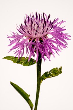 Menekşe Peygamber Çiçeği çiçek beyaz bir arka plan üzerinde