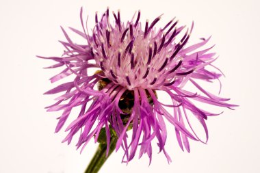 violet cornflower flower on a white background clipart