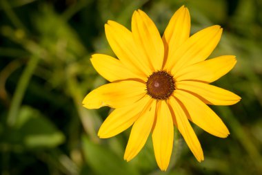 coneflower (siyah göz susan, cins Rudbeckia, Ratibida, Ekinezya) doğal arka planda