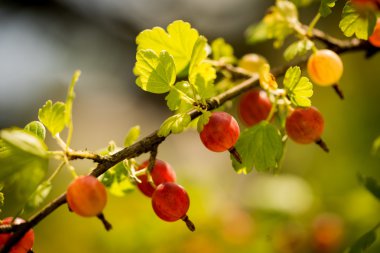 Bir dalda olgun bektaşi üzümü yetiştirir.