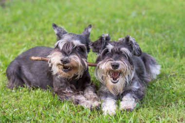bir oynarken iki mini schnauzer köpek çim üzerinde birlik