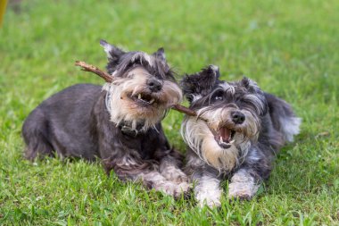 bir oynarken iki mini schnauzer köpek çim üzerinde birlik