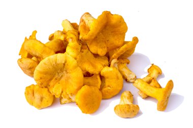 Beyaz arka plan üzerinde izole sarı Cantharellus cibarius