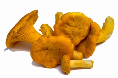 Beyaz arka plan üzerinde izole sarı Cantharellus cibarius