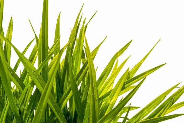 Лезо трави ізольовано на білому тлі — стокове фото