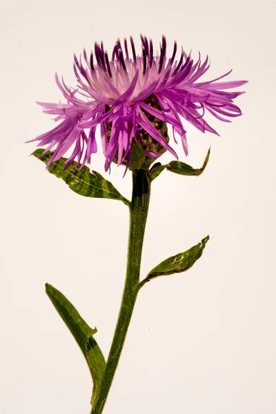 Violette Kornblume Blume auf weißem Hintergrund — Stockfoto