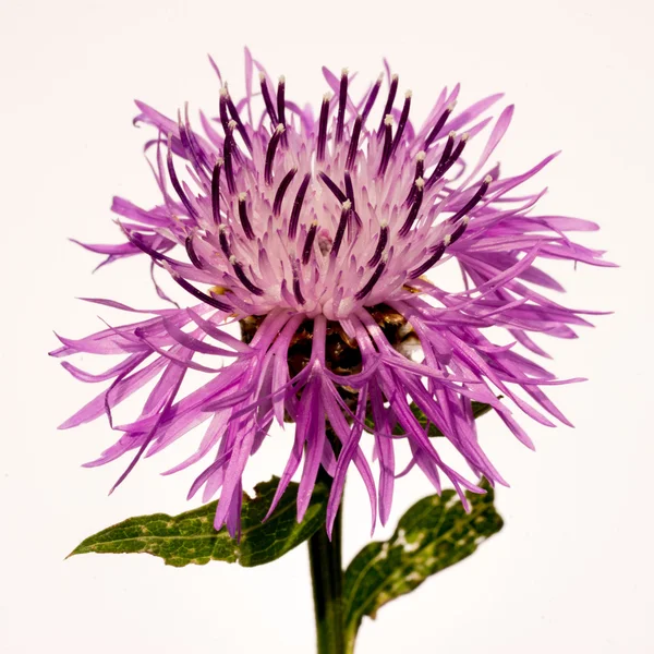 Flor de aciano violeta sobre un fondo blanco — Foto de Stock