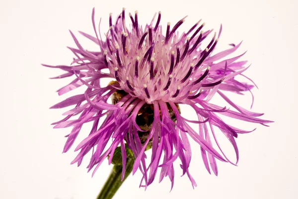 Flor de aciano violeta sobre un fondo blanco — Foto de Stock