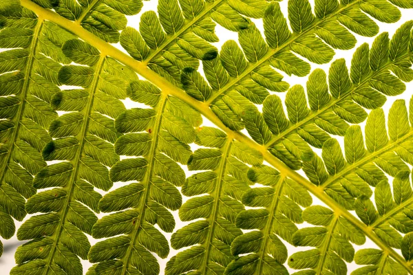 Close up de samambaia sobre fundo branco isolado — Fotografia de Stock