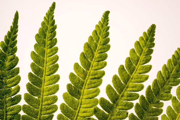 Close up of fern on white background isolated — Stock Photo, Image