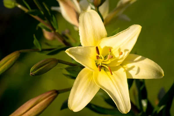 Vibrant yellow colored Asiatic Lily flower — Zdjęcie stockowe