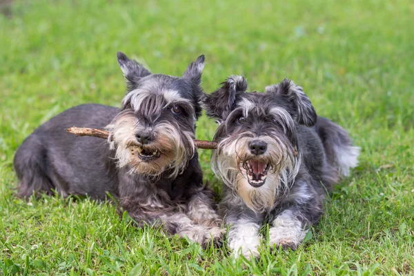 Dos perros mini schnauzer jugando un palo juntos en la hierba — Foto de Stock