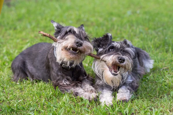Dos perros mini schnauzer jugando un palo juntos en la hierba — Foto de Stock