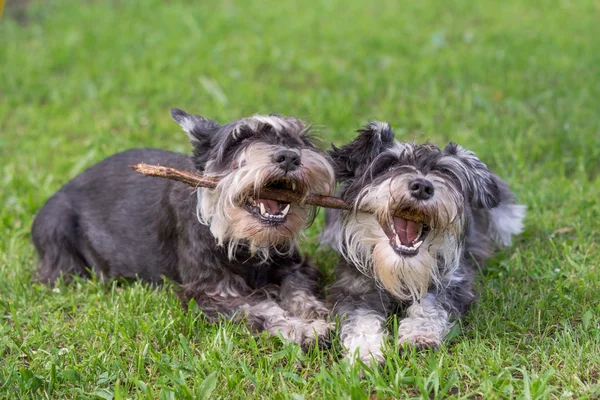 Dos perros mini schnauzer jugando un palo juntos en la hierba — Foto de Stock