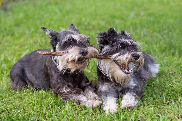 Dos perros mini schnauzer jugando un palo juntos en la hierba — Foto de Stock