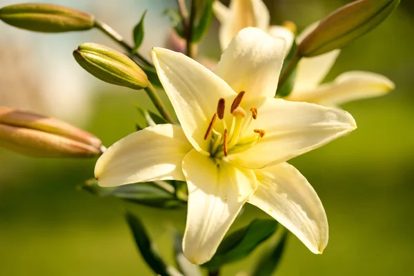 Gelbe Lilienblüten im Garten, Lilium — Stockfoto