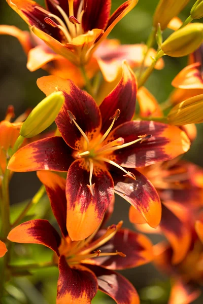 Group of big orange and brown lilies on a green background in the garden — Stock fotografie