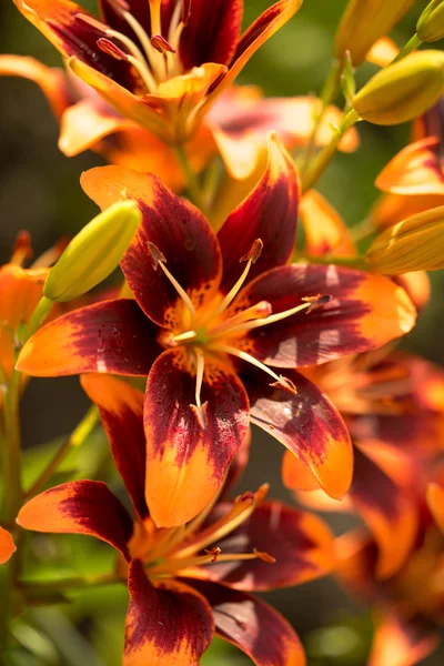 Group of big orange and brown lilies on a green background in the garden