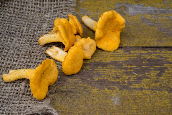 Cantharellus cibarius, vulgarmente conhecido como chanterelle, chanterelle dourado ou girolle, é um fungo. Cogumelos sobre fundo de madeira e pano de saco. Com um espaço de cópia para texto de menu . — Fotografia de Stock