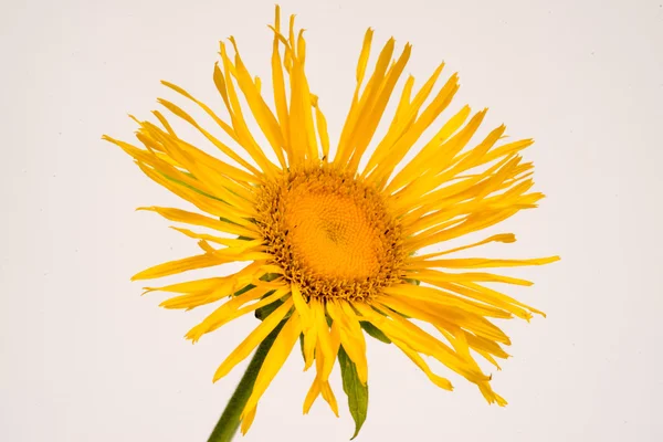 Inula helenium na bílém pozadí — Stock fotografie